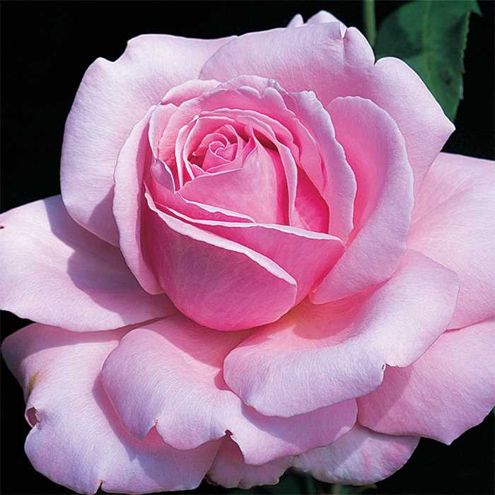 Flor de la rosa 'Memorial Day'