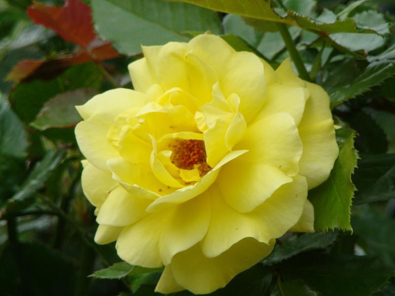 Flor de la rosa 'Sunsprite'
