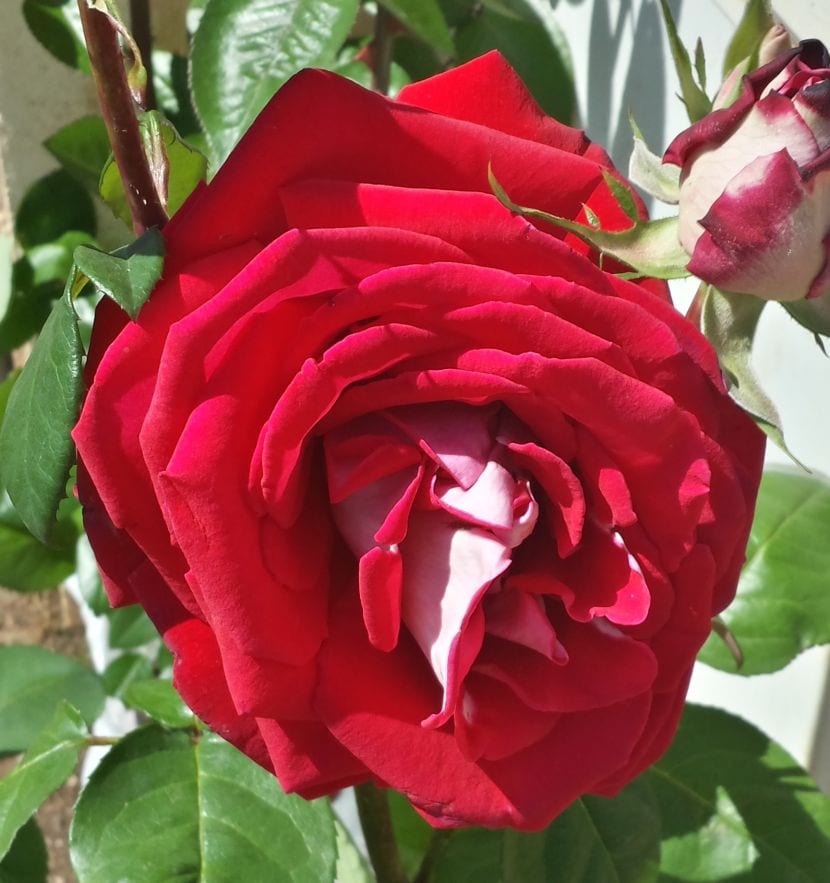 Rosal rojo