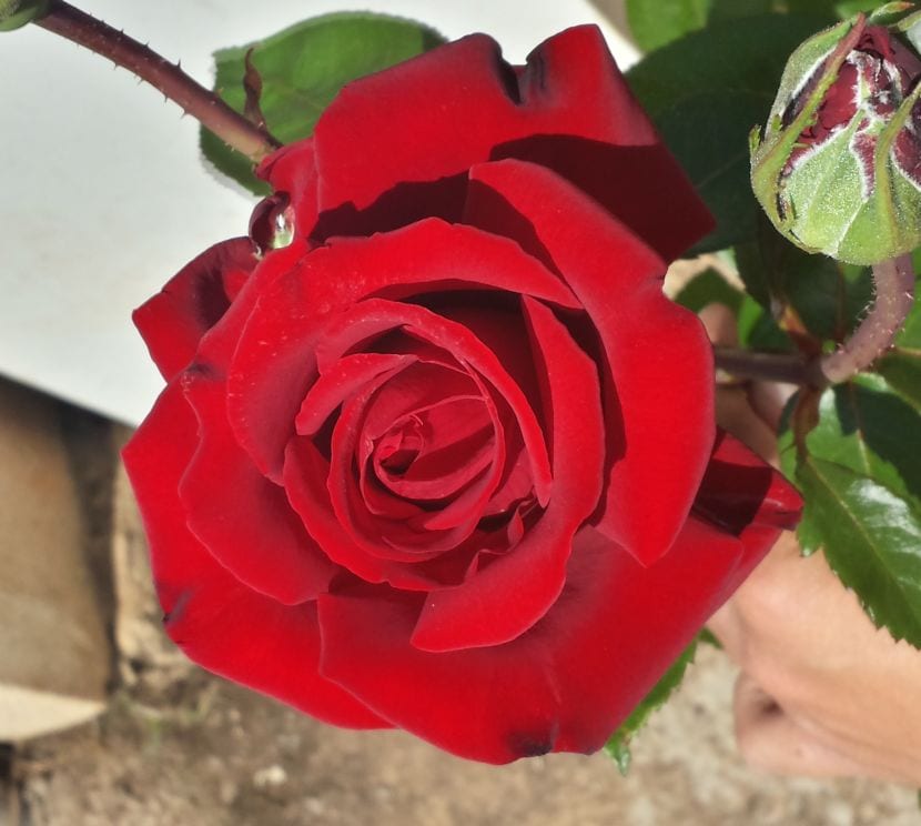Rosal rojo