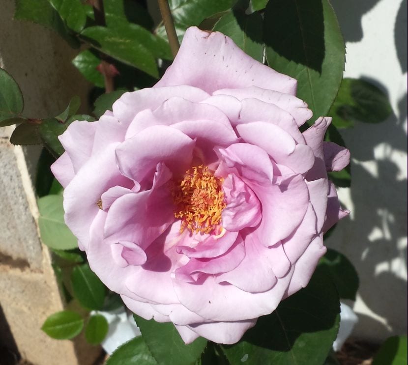 Rosal rosa