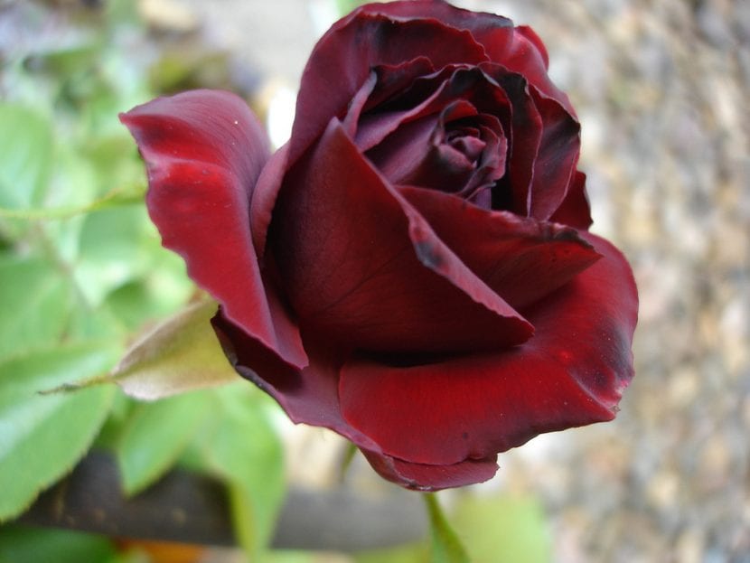 Rosa de color roja