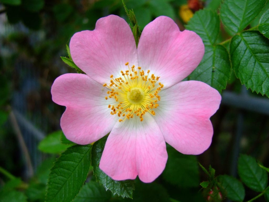 Rosa canina: el escaramujo, patrón de injerto y fruto