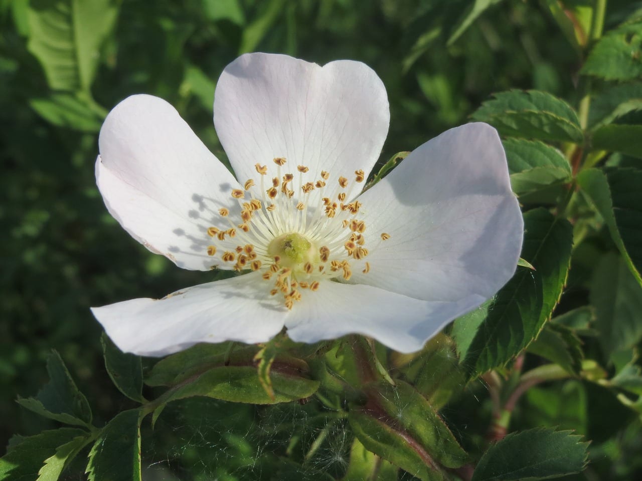 Flor blanca de Rosa canina