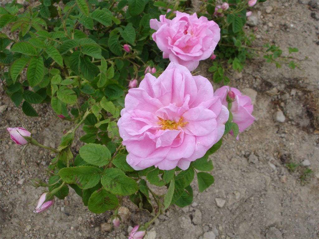 Rosa damascena de color rosa
