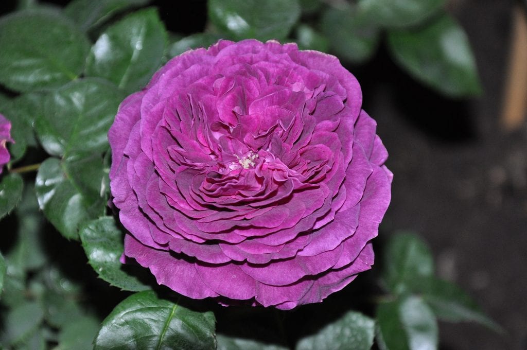 Rosa damascena
