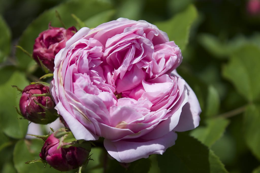 Rosa de Damasco abierta en el arbusto