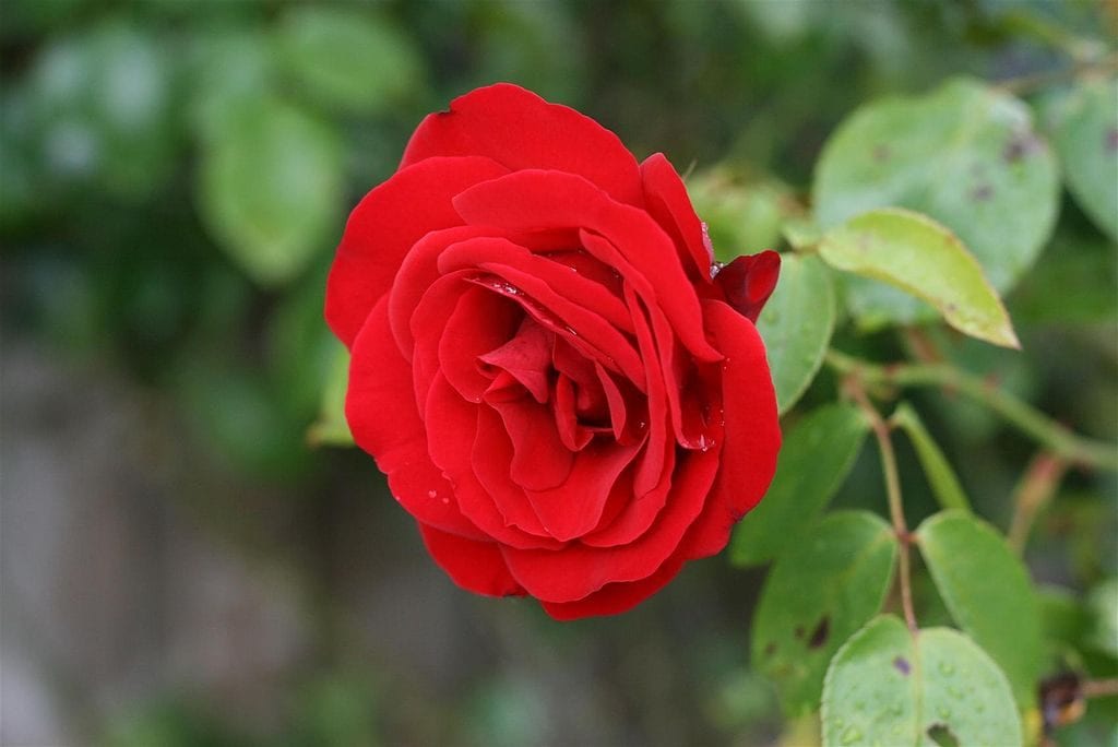 Rosa damascena de flor roja
