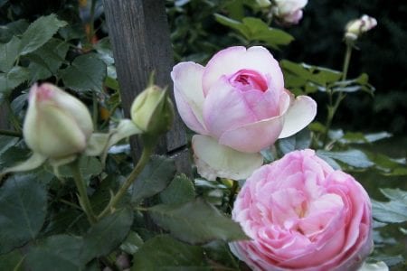 Capullos cerrados y flores abiertas en un rosal híbrido de té