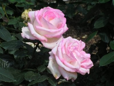 Flores grandes de color amarillo con el borde rosado de la rosa 'Madame A. Meilland'