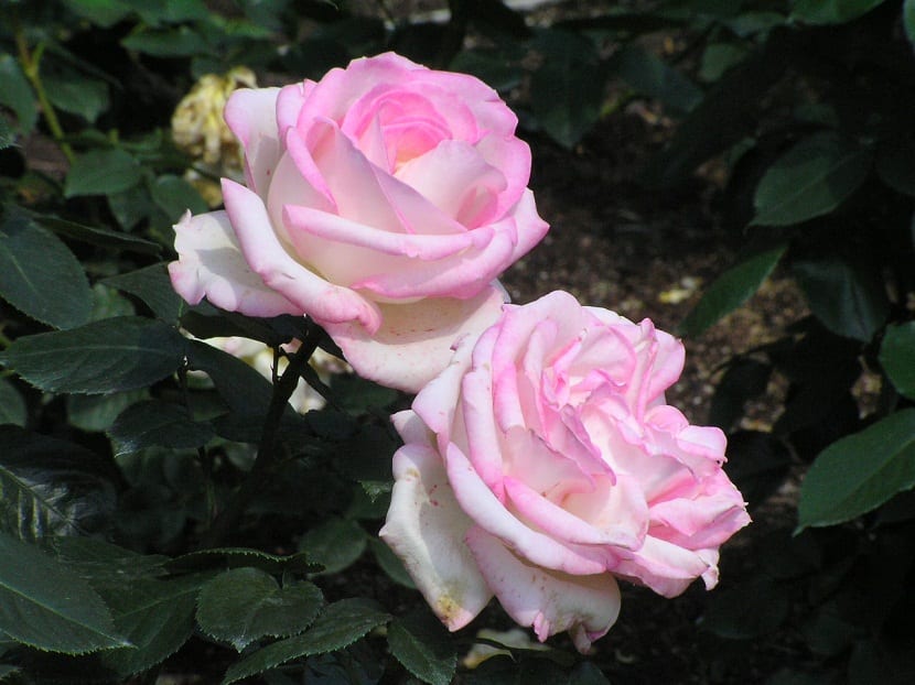 dos flores de tamano grande y de color rosa palido