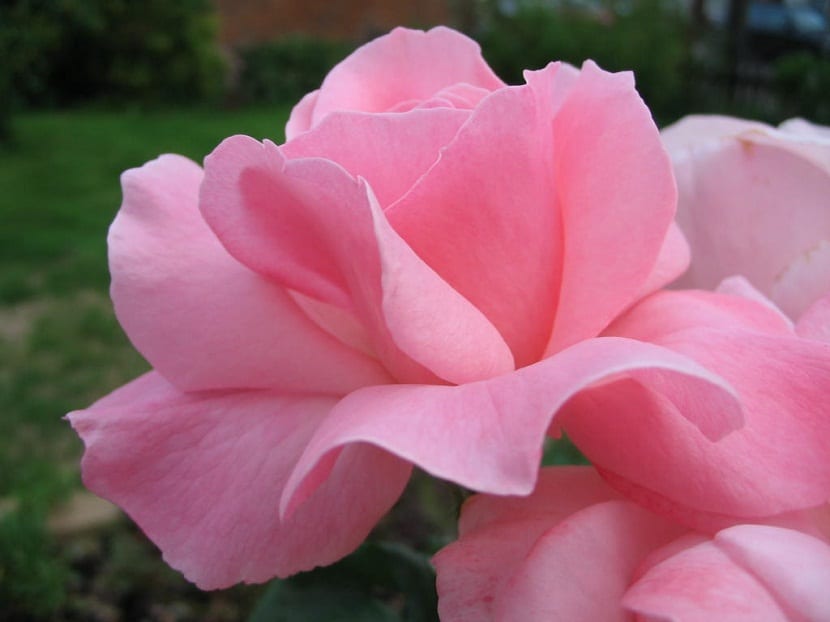 petalos de una rosa de color rosa