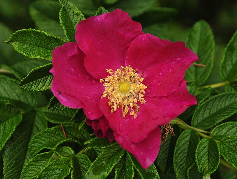 La rosa rugosa es una flor espectacular