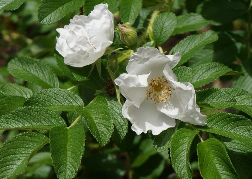 La Rosa rugosa es un arbusto precioso y fácil de cuidar
