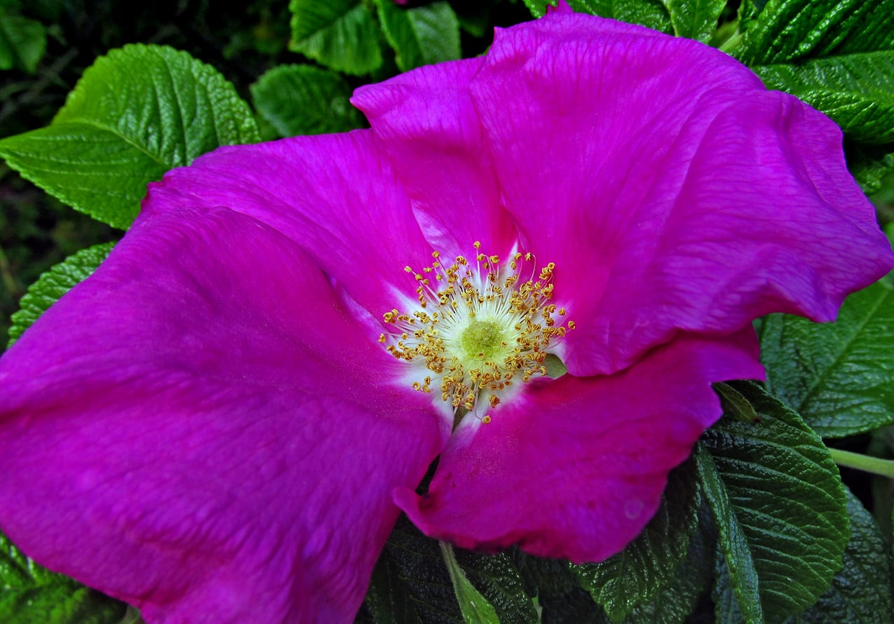 Flor magenta de Rosa rugosa