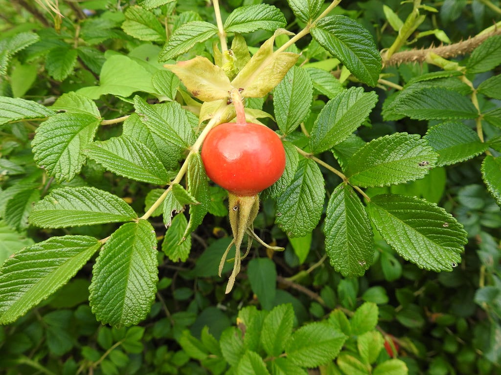 Escaramujos grandes y rojos de Rosa rugosa