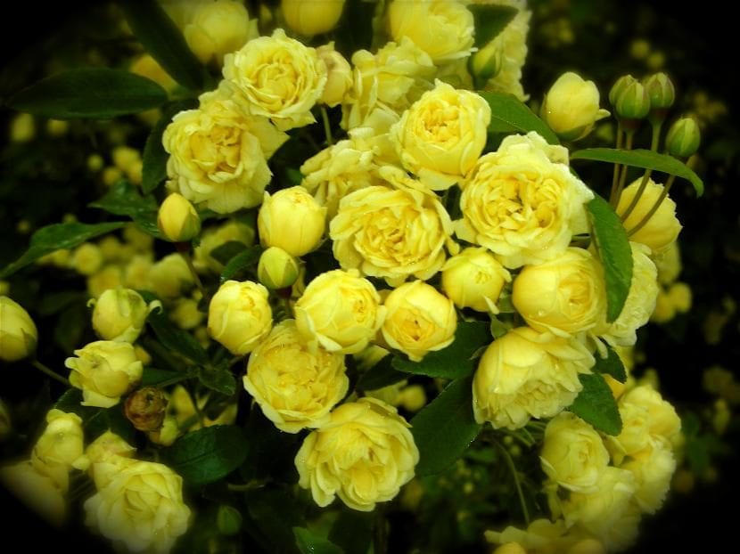 Los rosales pitiminí producen flores de varios colores