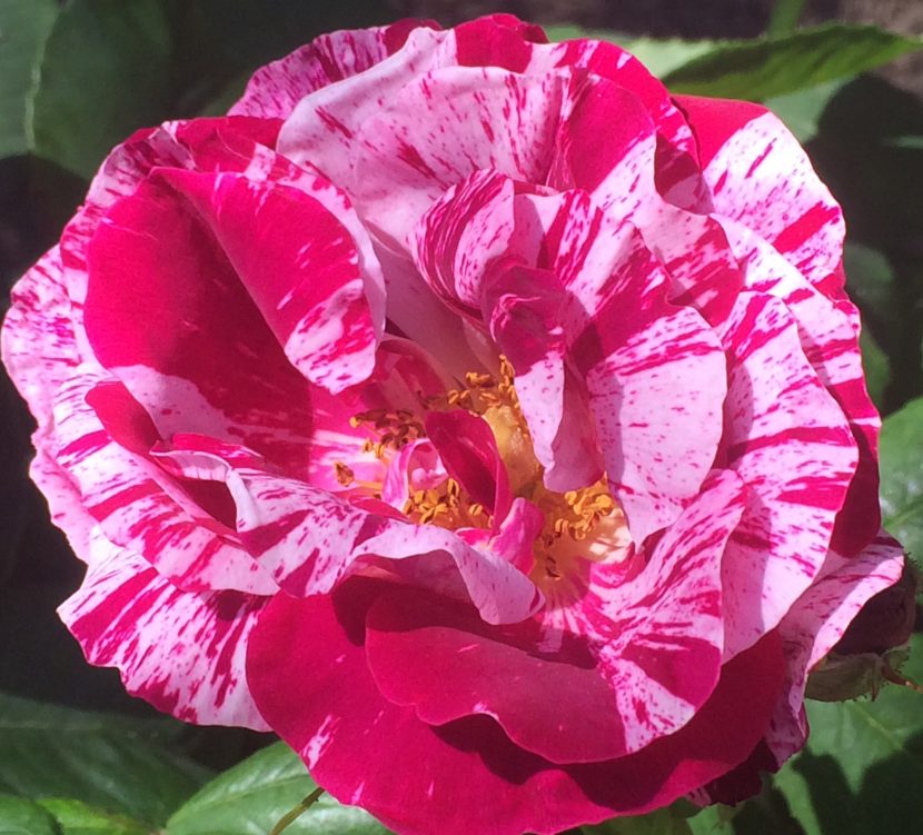 Arbusto del rosal 'Julio Iglesias' en flor