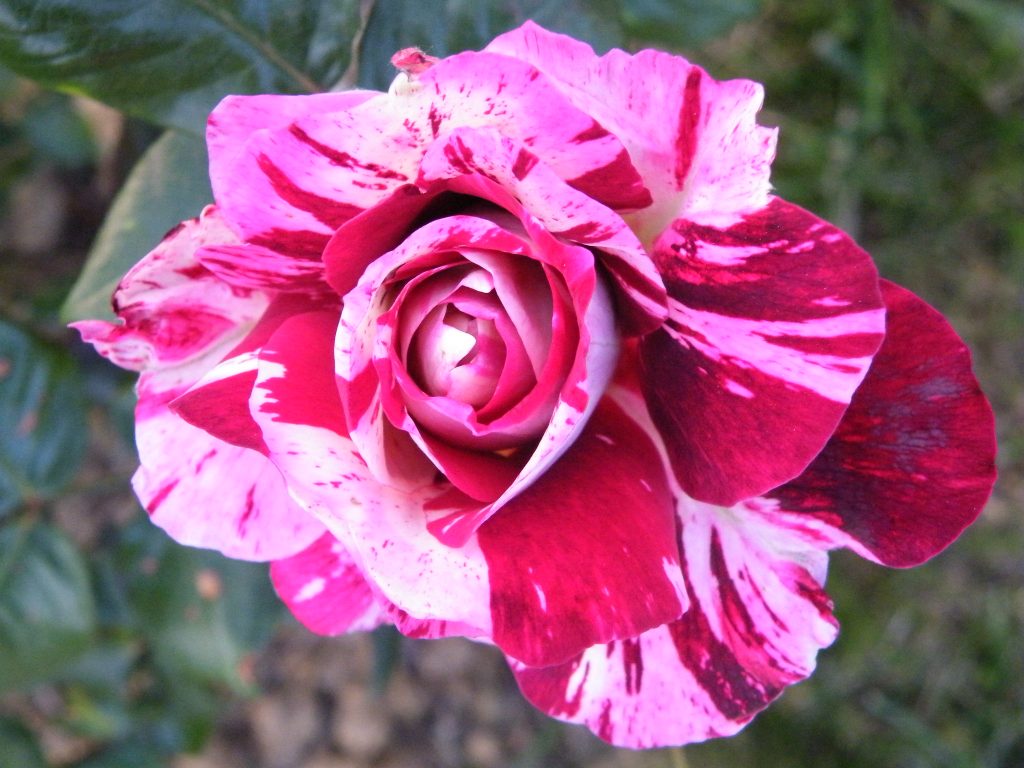 Rosal 'Julio Iglesias': cómo se bautiza un rosal
