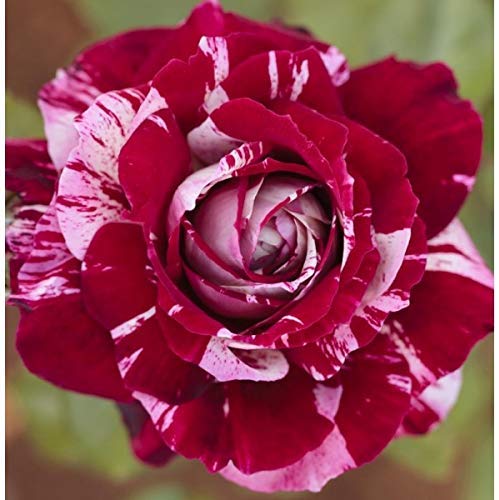 La planta Julio Iglesias es un rosal bicolor