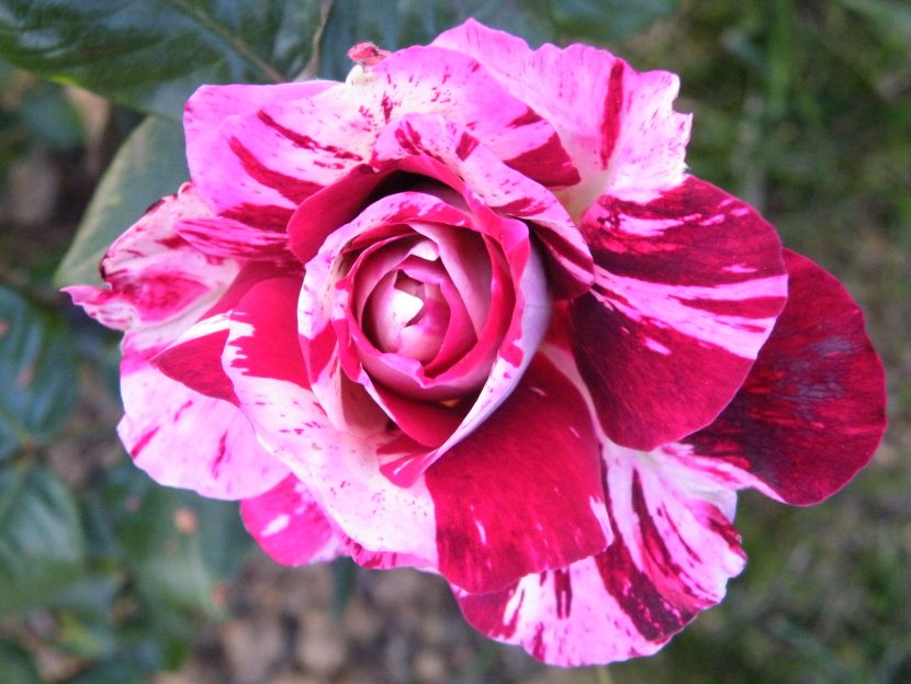 Flor rayada en rojo y blanco del rosal 'Julio Iglesias'