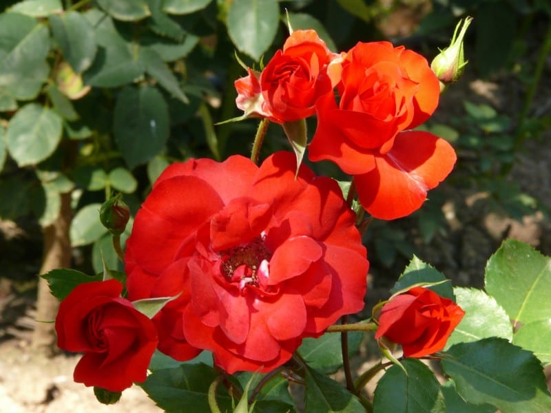 Rosal sevillano: cultivar rosas en clima caluroso