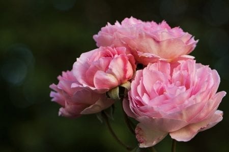 Capullos de rosa inglesa vistos de cerca
