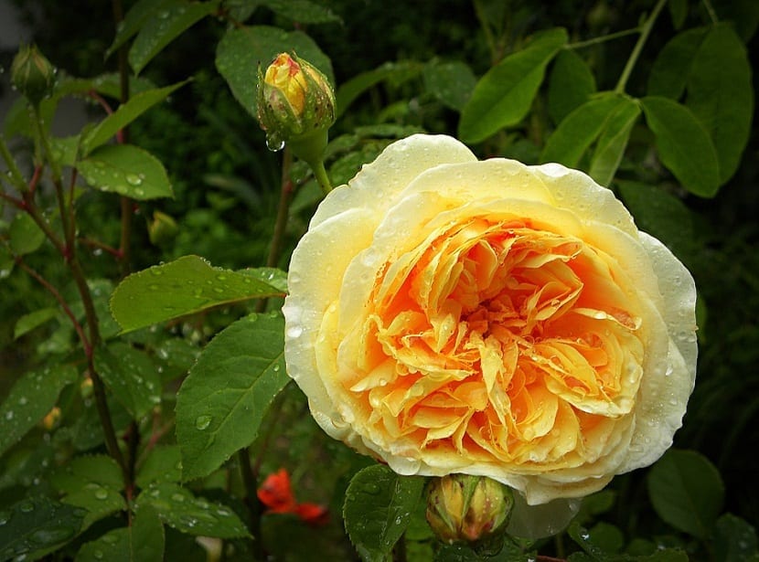 una rosa de color amarillo anaranjado llamada Rosas Inglesas o de David Austin despues de la lluvia