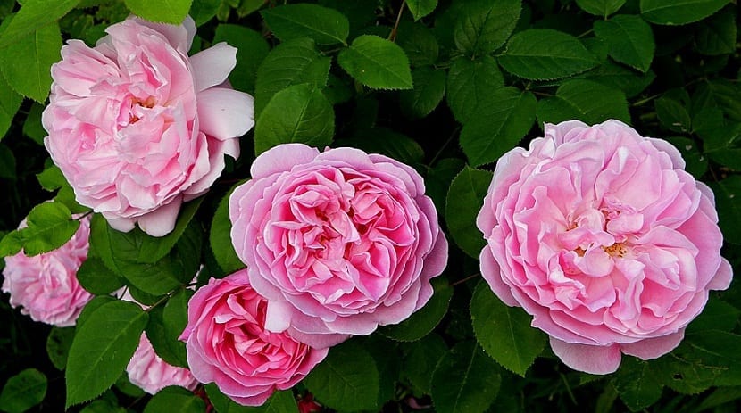 varias rosas de tamaño grande y de color rosa cuyo nombre es Rosas Inglesas o de David Austin
