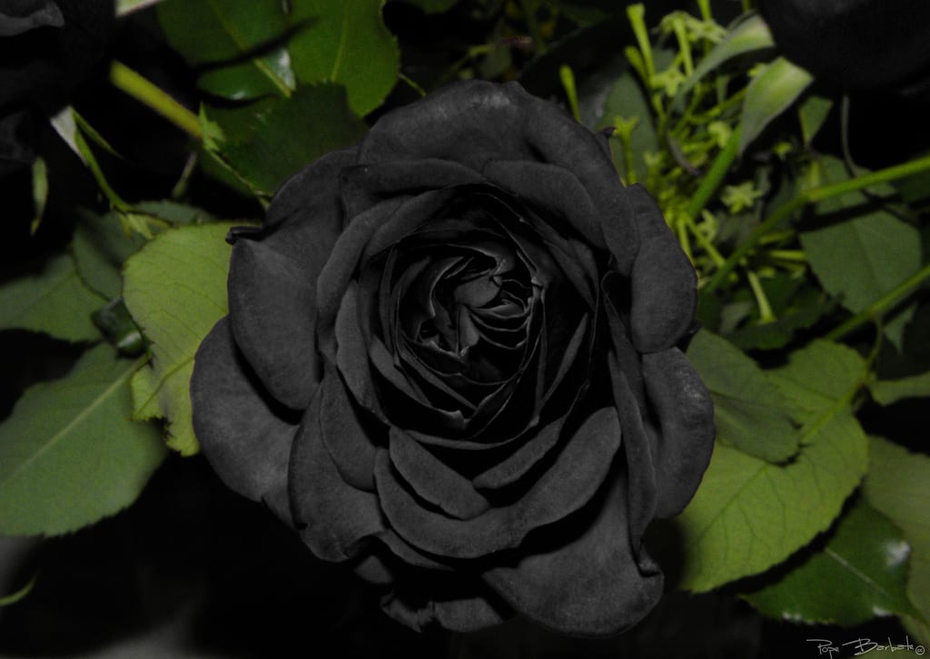 Rosas negras: qué existe de verdad y qué no