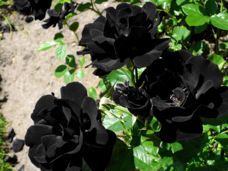 Rosa de Halfeti, la rosa turca que se oscurece casi hasta el negro