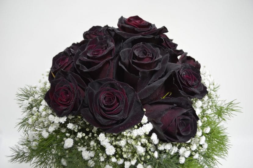 Rosa de color rojo tan oscuro que parece negra