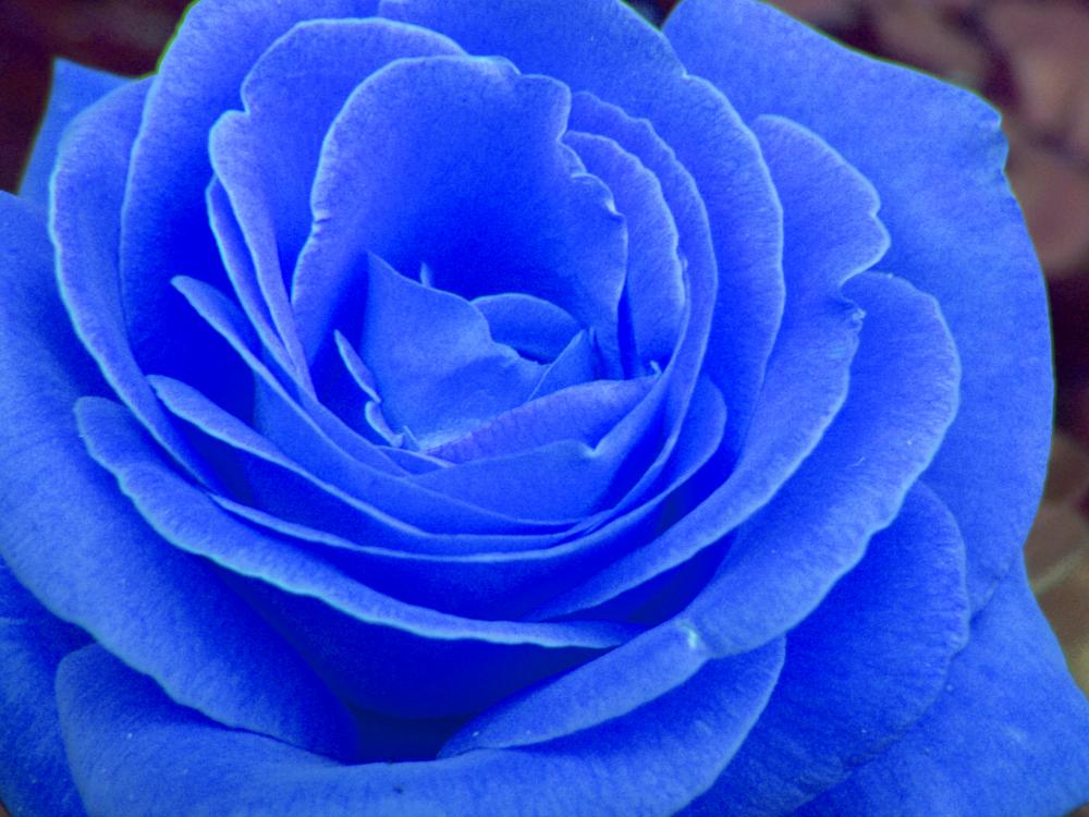 Rosas que no existen: el fraude de las semillas