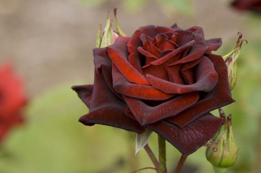 Rosa Perla Negra