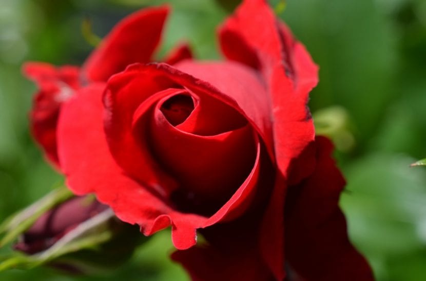 Flor de rosa de color rojo