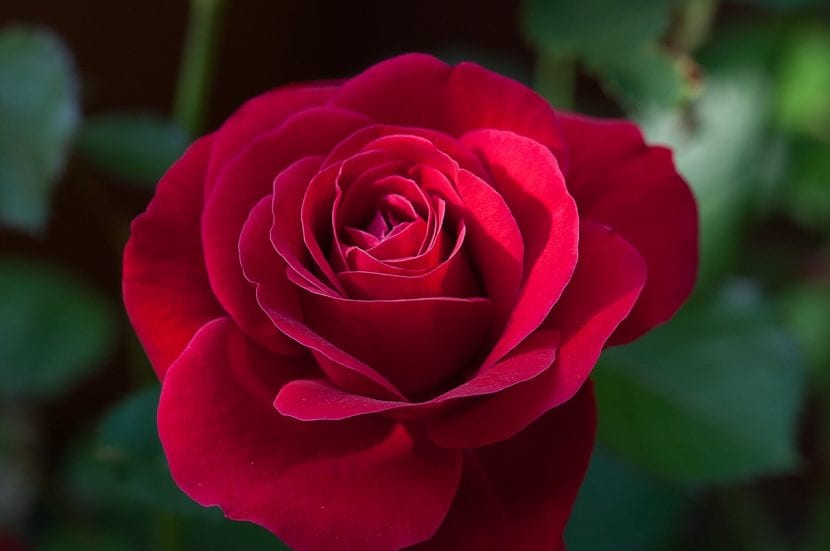 Rosa roja muy bonita