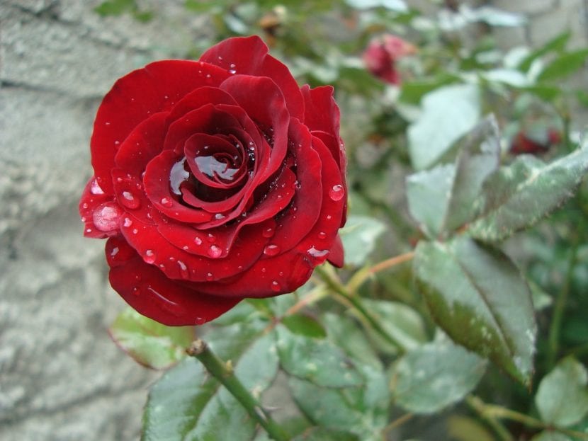 Rosa roja con agua
