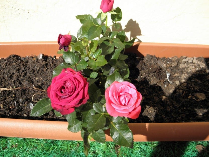 Cultivar rosas en maceta: profundidad y litros mínimos