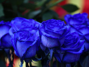 Significado rosas azules