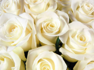 Significado rosas blancas
