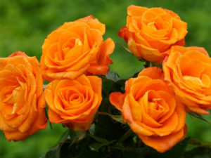 Significado rosas naranjas