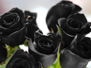 Significado rosas negras