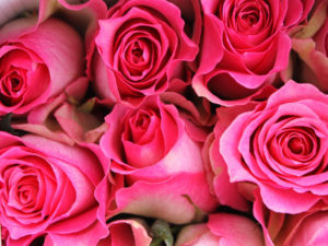 Significado rosas rosadas
