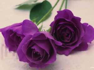 Significado rosas violeta