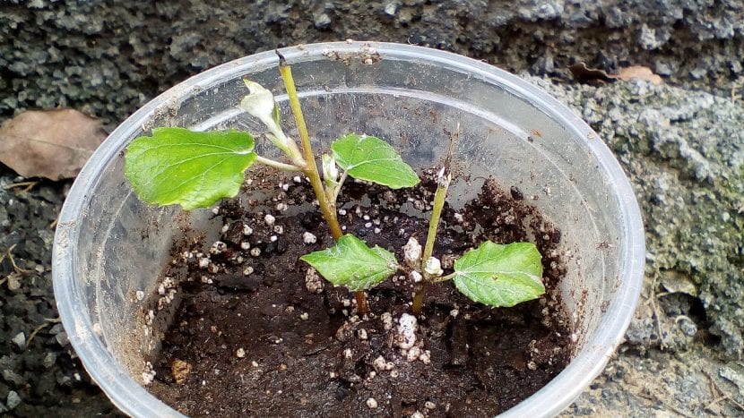 Esquejes de álamo blanco preparados para enraizar