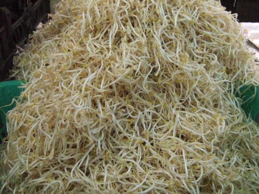 Lentejas germinadas con la radícula ya emitida