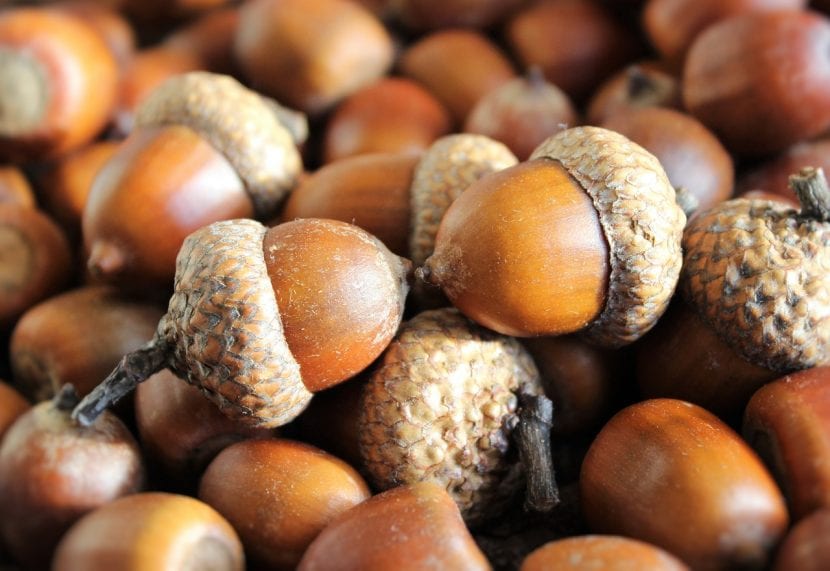 Bellotas de roble maduras recién recogidas