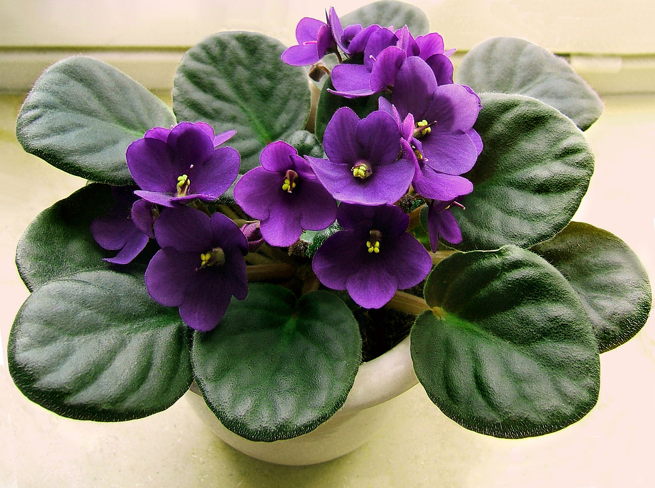 La violeta africana es una planta pequeña que produce flores bonitas