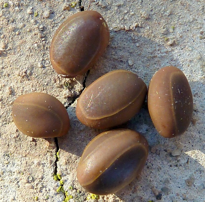 Las semillas de Acacia germinan mejor tras ser sometidas al choque térmico