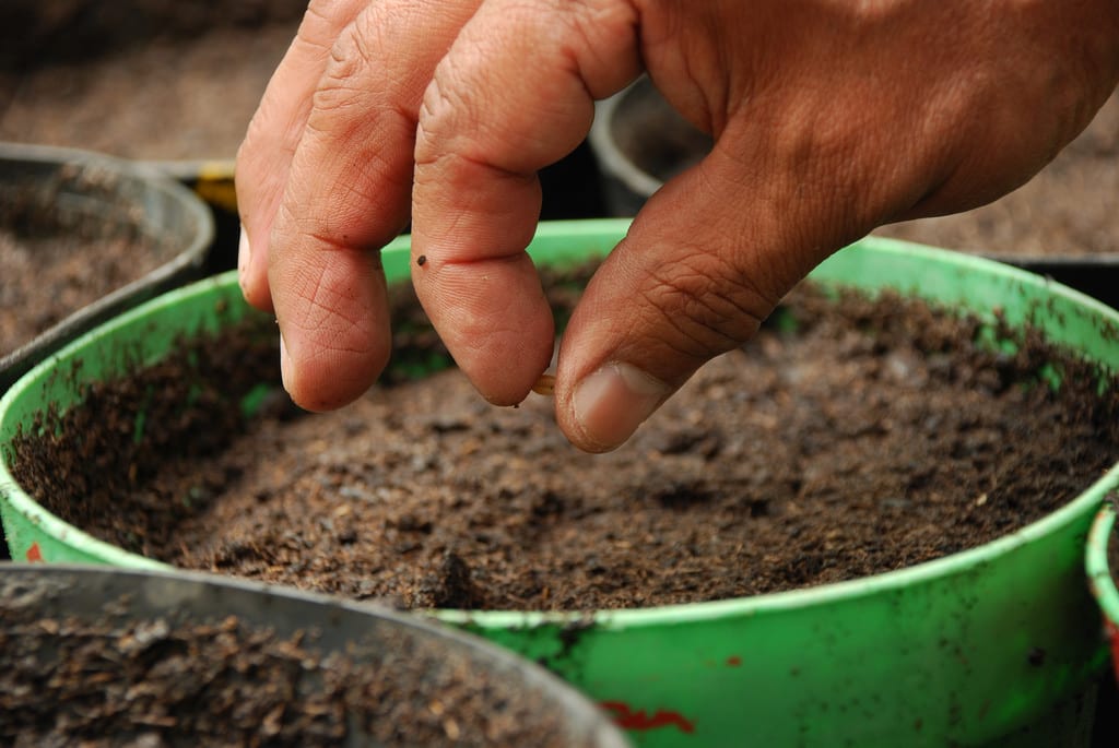 Cómo plantar semillas en una maceta paso a paso